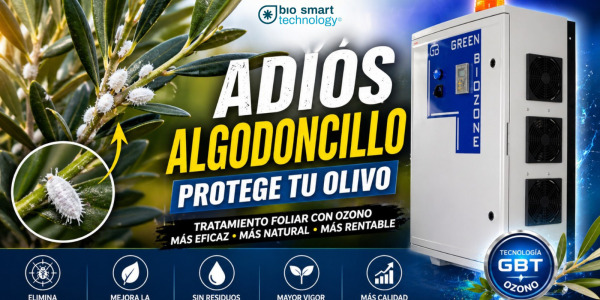El algodoncillo en el olivo: cómo erradicarlo sin comprometer la producción