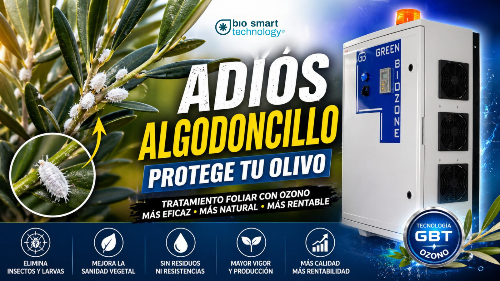 El algodoncillo en el olivo: cómo erradicarlo sin comprometer la producción